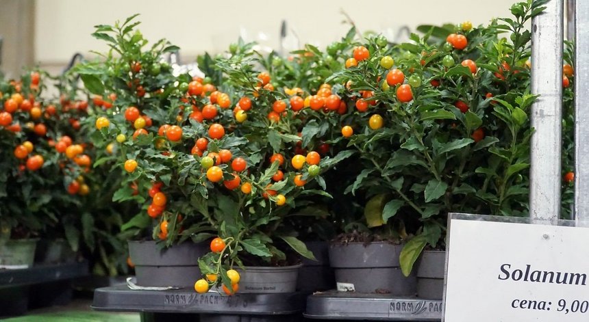 giełda kwiatów mosir łódź