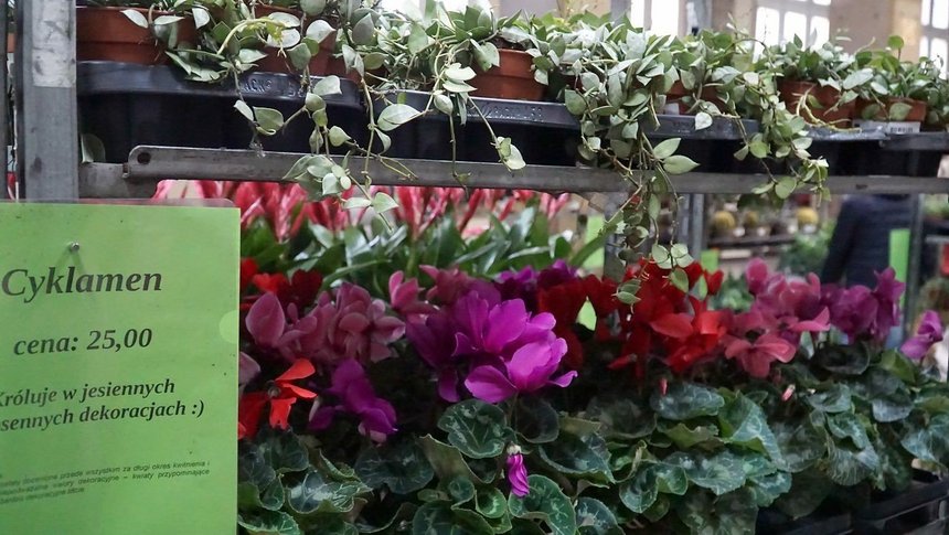 giełda kwiatów mosir łódź