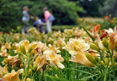 fot. Ogród Botaniczny w Łodzi