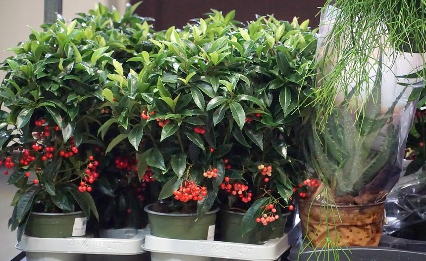 giełda kwiatów mosir łódź