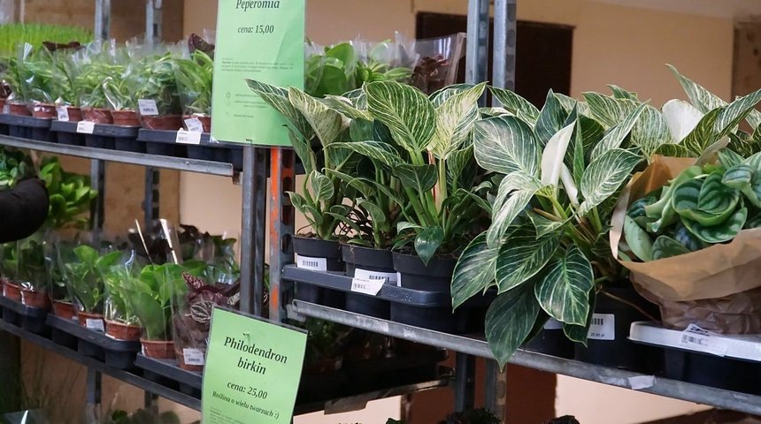 giełda kwiatów mosir łódź