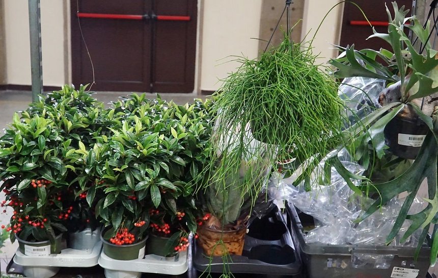 giełda kwiatów mosir łódź