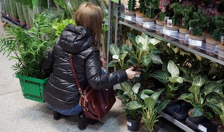 giełda kwiatów mosir łódź